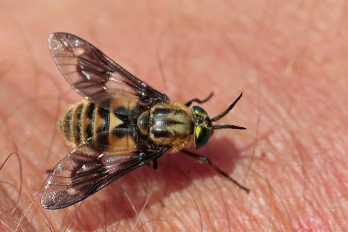 Réf. 286 687 : Chrysops relictus